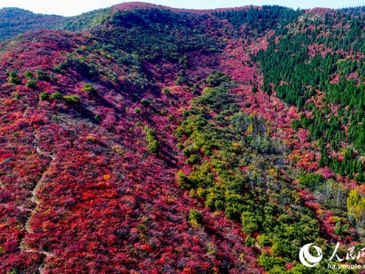 河南禹州:賞紅葉、品燴菜 引爆旅游新熱點